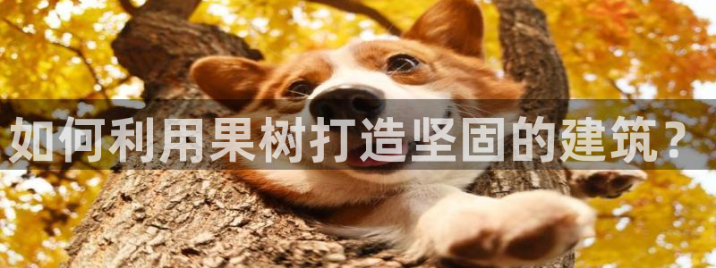 富联娱乐乙67OO6：如何利用果树打造坚固的建筑？